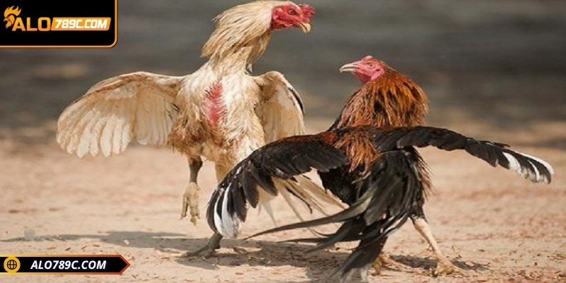 Các bạn cần phải đáp ứng đúng quy định của pháp luật